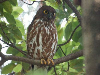 2019年6月21日(金) 平塚の野鳥観察記録