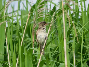 Oriental Reed Warbler 平塚田んぼ Fri, 6/12/2020