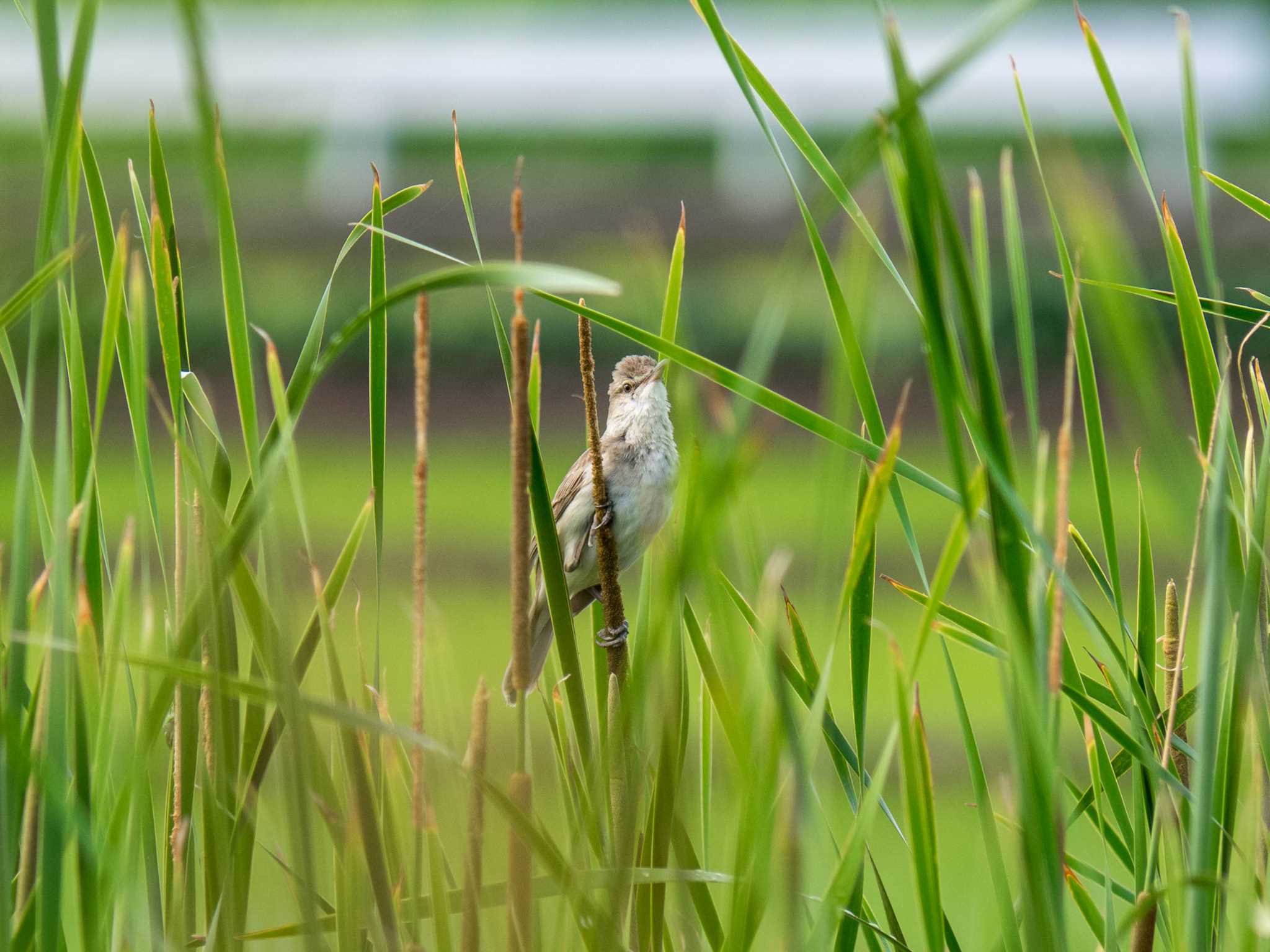 Photo of Oriental Reed Warbler at 平塚田んぼ by Tosh@Bird