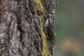 Eurasian Treecreeper 滋賀県 Mon, 4/25/2016