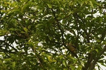 Japanese Grosbeak 丹沢の山 Sat, 6/6/2020