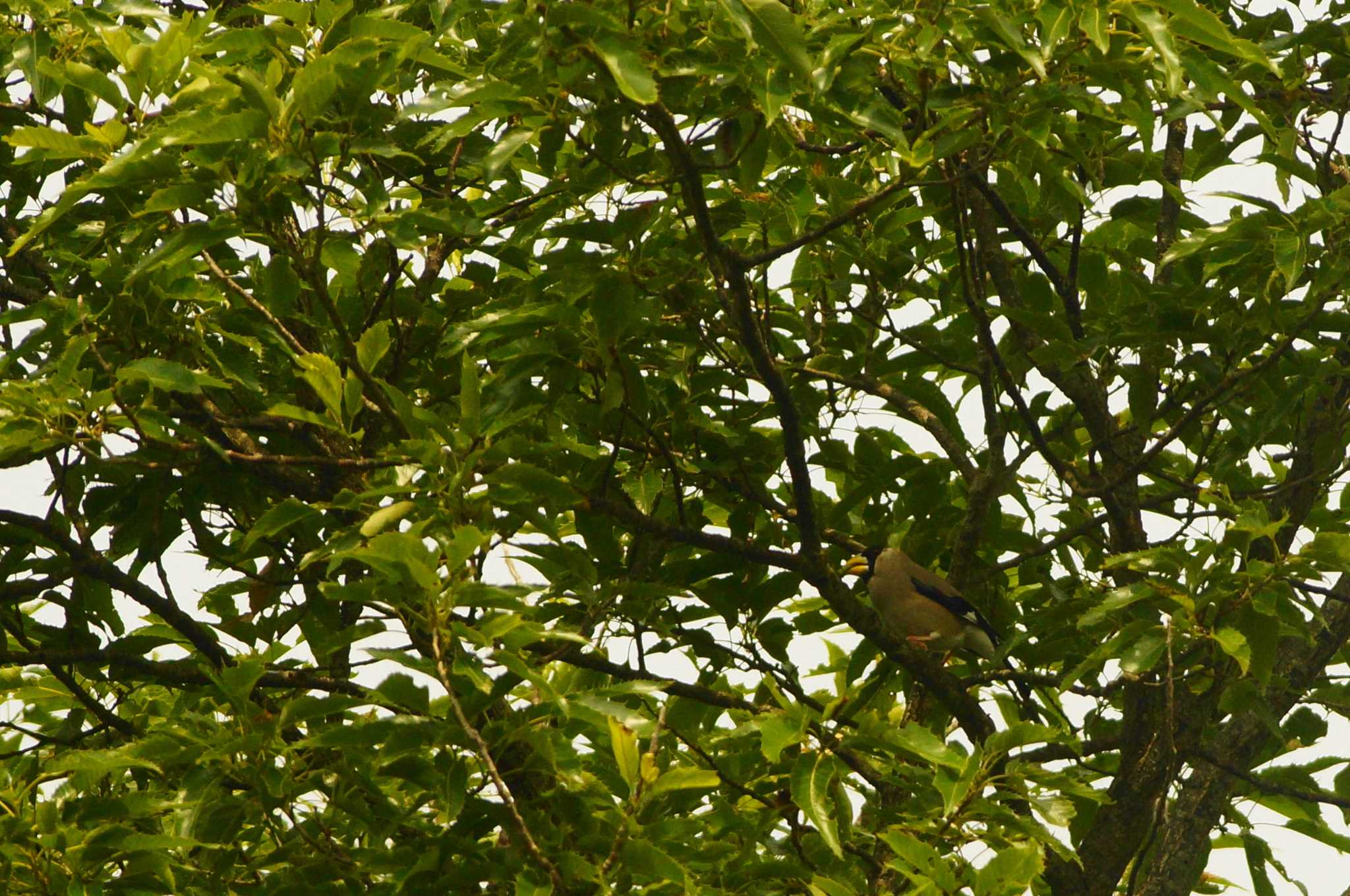 Photo of Japanese Grosbeak at 丹沢の山 by bea