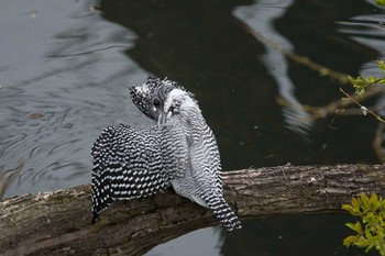 Crested Kingfisher 兵庫県 Mon, 4/18/2016