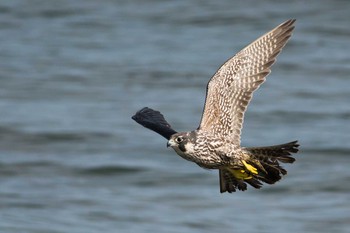 Peregrine Falcon 三重県 Sun, 11/1/2015