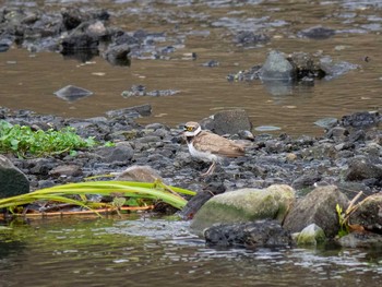 Little Ringed Plover 柏尾川 Thu, 6/11/2020