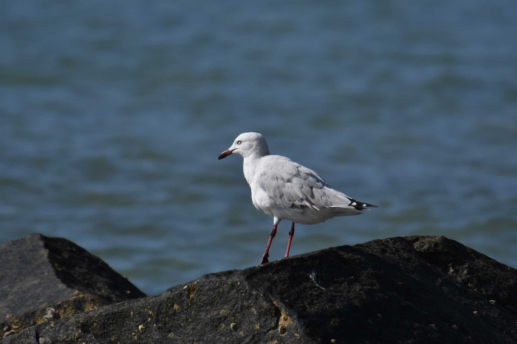 Photo of Silver Gull at Iron Range National Park by あひる