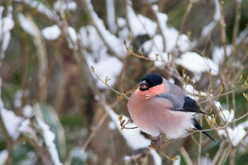 Eurasian Bullfinch 大阪府 Mon, 2/9/2015