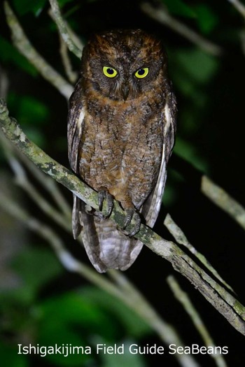 Ryukyu Scops Owl Ishigaki Island Fri, 6/12/2020