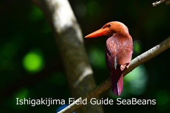 リュウキュウアカショウビン 石垣島 2020年6月12日(金)