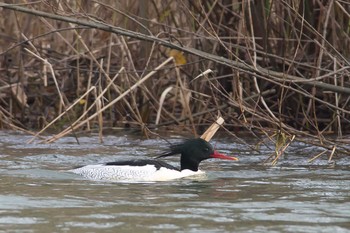 Scaly-sided Merganser 石川県 Sun, 12/13/2015