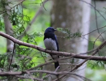 Blue-and-white Flycatcher 八王子城址 Thu, 5/28/2020