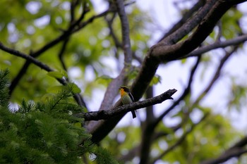 Fri, 6/12/2020 Birding report at 有珠善光寺自然公園