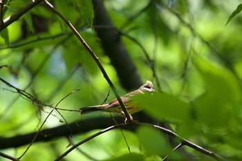 2020年6月12日(金) 長流川の野鳥観察記録