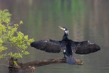 Great Cormorant 兵庫県 Sun, 4/24/2016