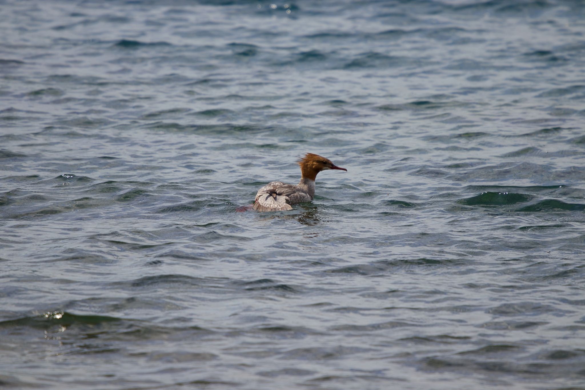 洞爺湖 カワアイサの写真 by たっきー