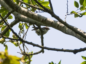 エナガ 六義園 2020年6月7日(日)