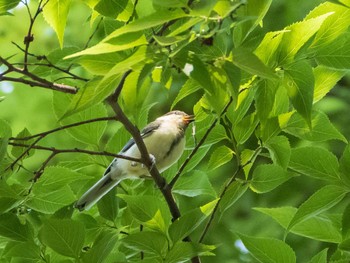 シジュウカラ 六義園 2020年6月7日(日)