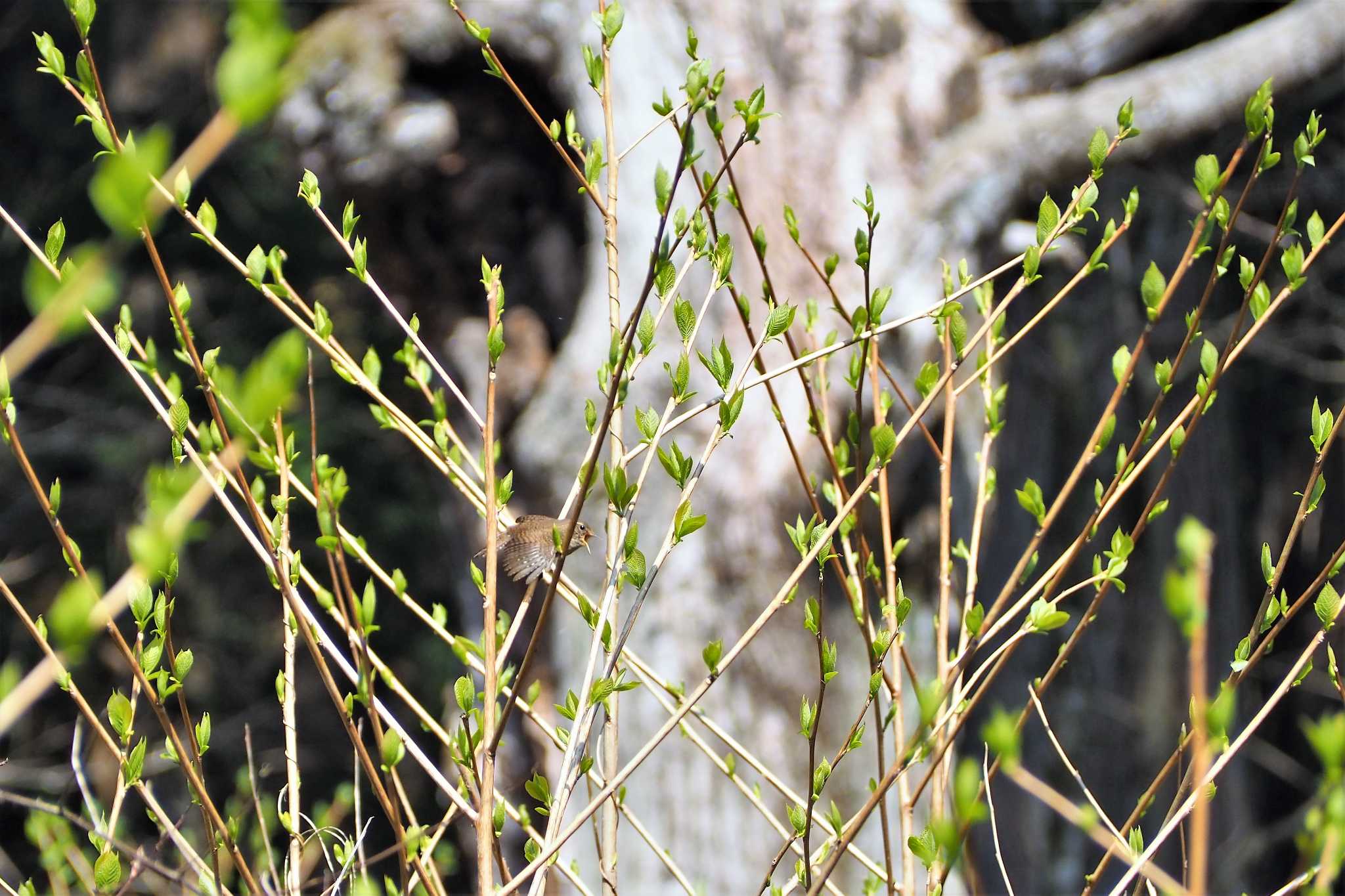 Photo of Eurasian Wren at 栃木県日光市 by kame