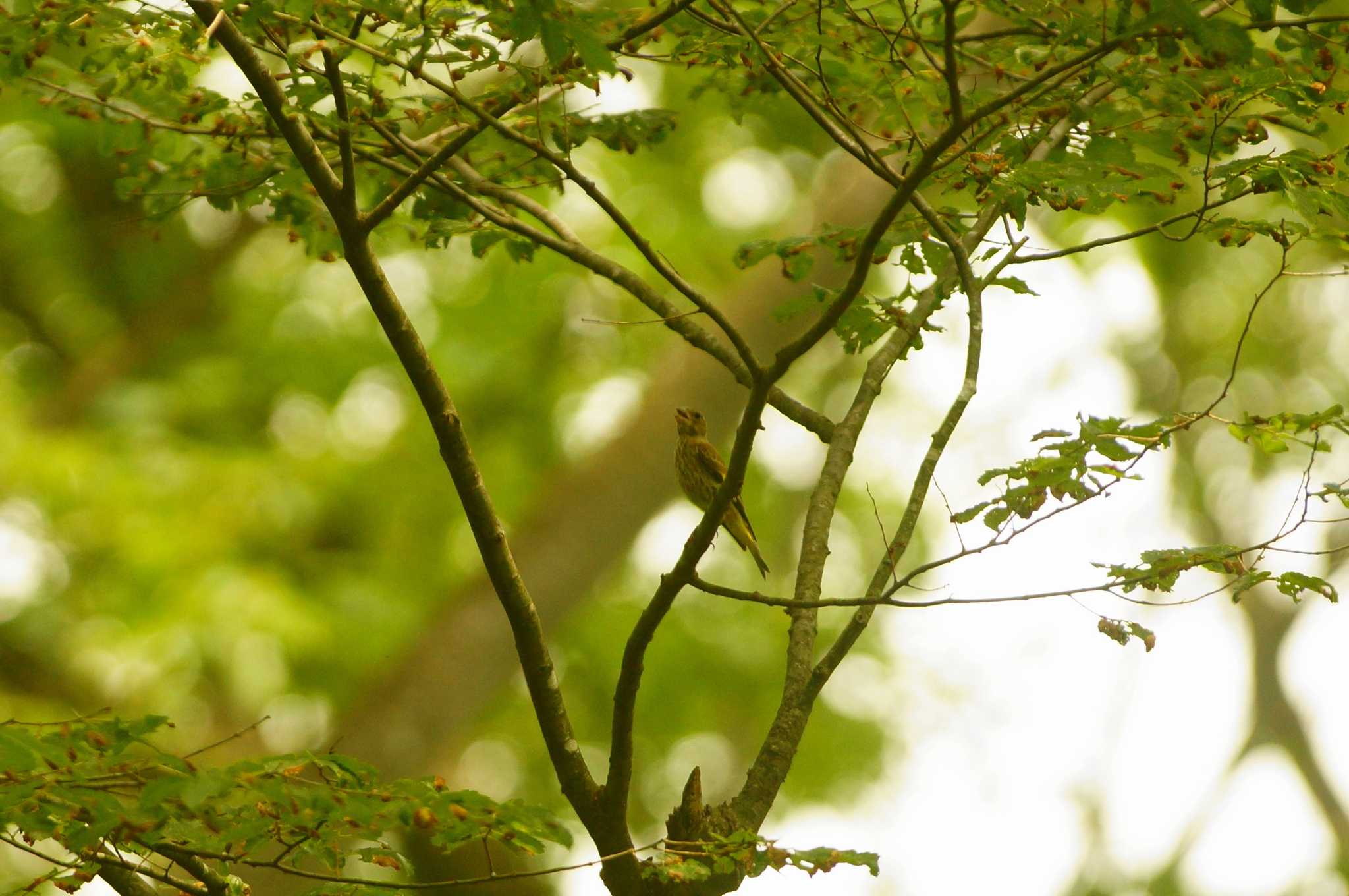 Photo of Grey-capped Greenfinch at 丹沢の山 by bea