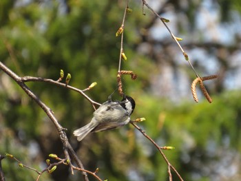 2016年4月27日(水) 西岡　森林総合研究所の野鳥観察記録