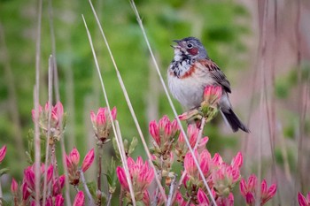 Chestnut-eared Bunting 長野 Sat, 6/6/2020