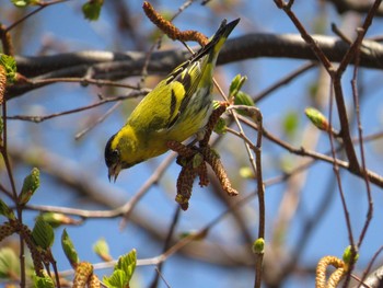 Eurasian Siskin 西岡　森林総合研究所 Wed, 4/27/2016