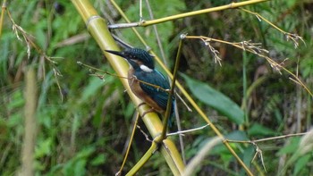 Common Kingfisher Unknown Spots Sat, 6/13/2020