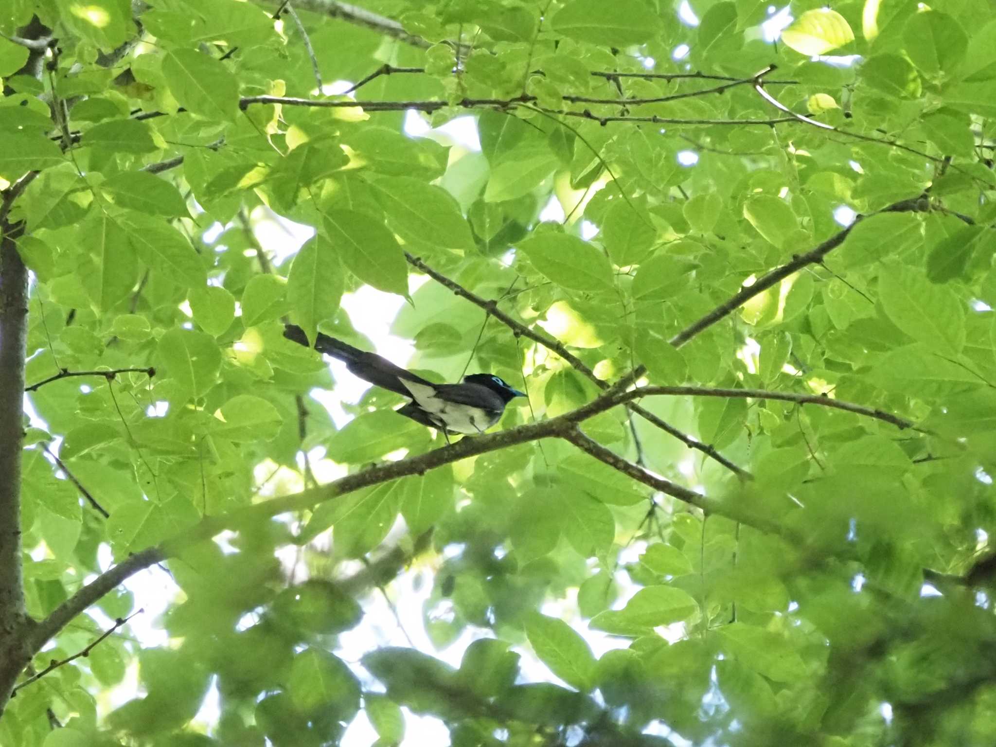 Photo of Black Paradise Flycatcher at 八王子城跡 by Masa