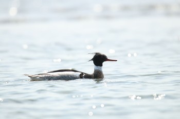 ウミアイサ ふなばし三番瀬海浜公園 2020年4月15日(水)