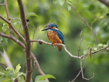 Common Kingfisher Mizumoto Park Sun, 6/7/2020