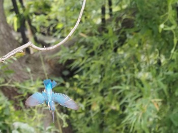 Common Kingfisher Mizumoto Park Sun, 6/7/2020