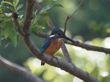 カワセミ 水元公園 2020年6月12日(金)