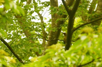 Japanese Green Woodpecker 丹沢の山 Sat, 6/6/2020