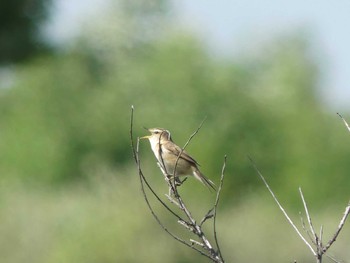 Black-browed Reed Warbler 勇払原野 Sat, 6/13/2020