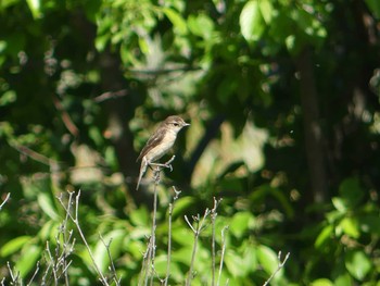 Amur Stonechat 勇払原野 Sat, 6/13/2020