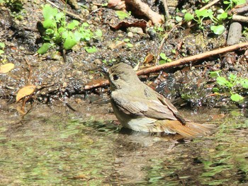 2020年6月13日(土) 北大研究林(北海道大学苫小牧研究林)の野鳥観察記録