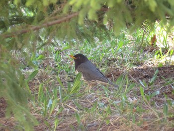 Japanese Thrush 西岡　森林総合研究所 Wed, 4/27/2016