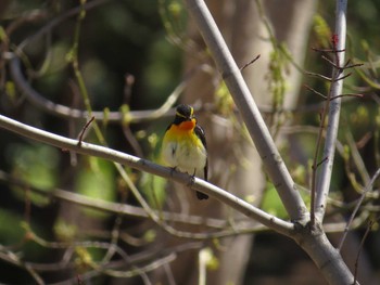 Narcissus Flycatcher 西岡　森林総合研究所 Wed, 4/27/2016