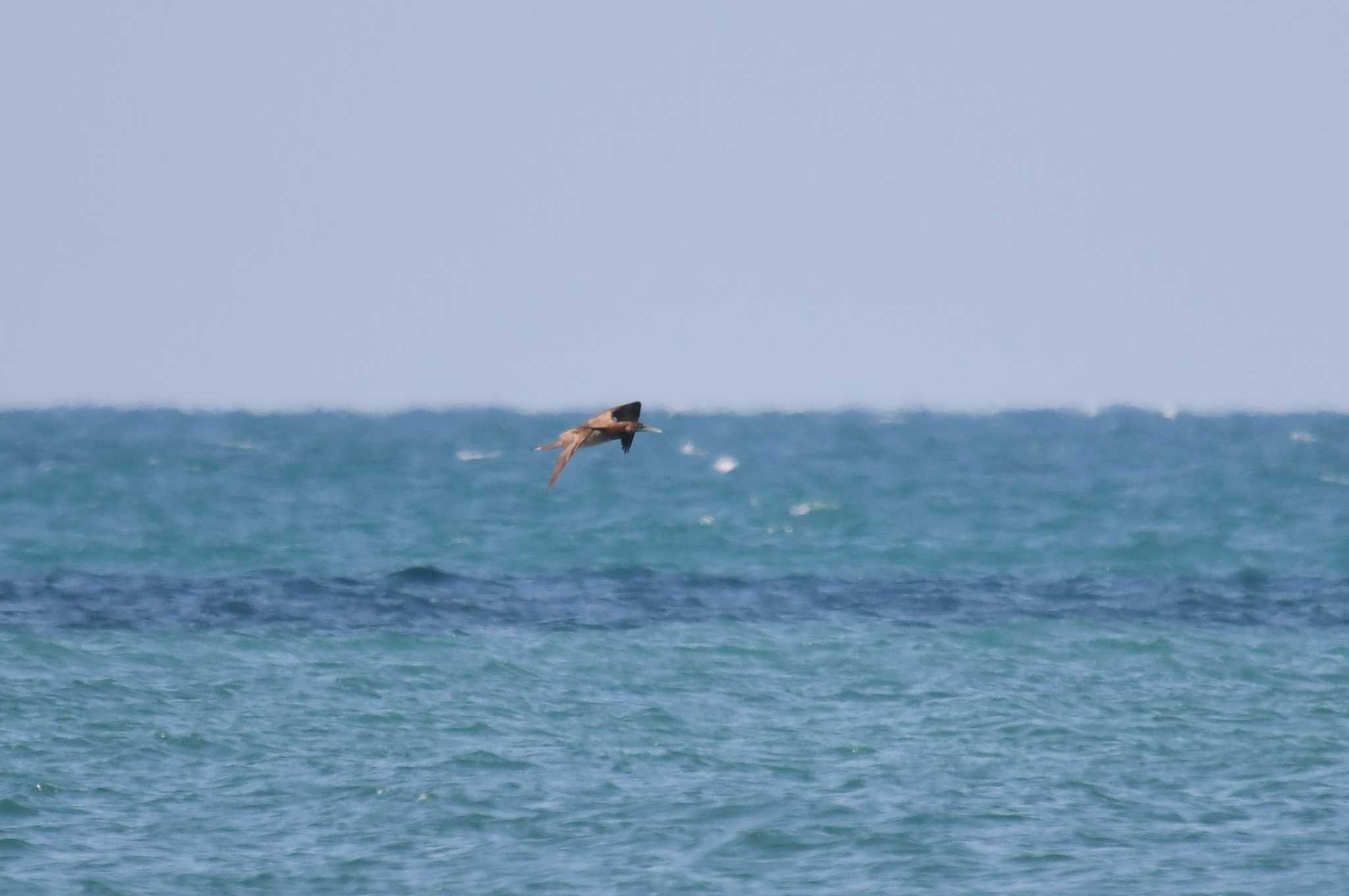 Photo of Brown Booby at Iron Range National Park by あひる