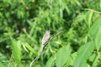 Oriental Reed Warbler Unknown Spots Sat, 6/13/2020