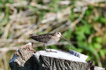 Latham's Snipe 札幌市 Sat, 6/13/2020