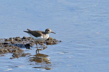 Common Sandpiper 札幌市 Sat, 6/13/2020