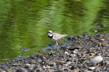 Little Ringed Plover 札幌市 Sat, 6/13/2020