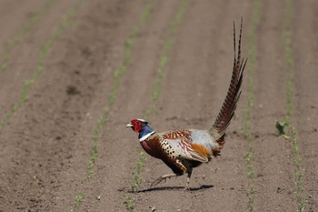 2020年6月13日(土) 北海道　函館市　函館空港脇の野鳥観察記録