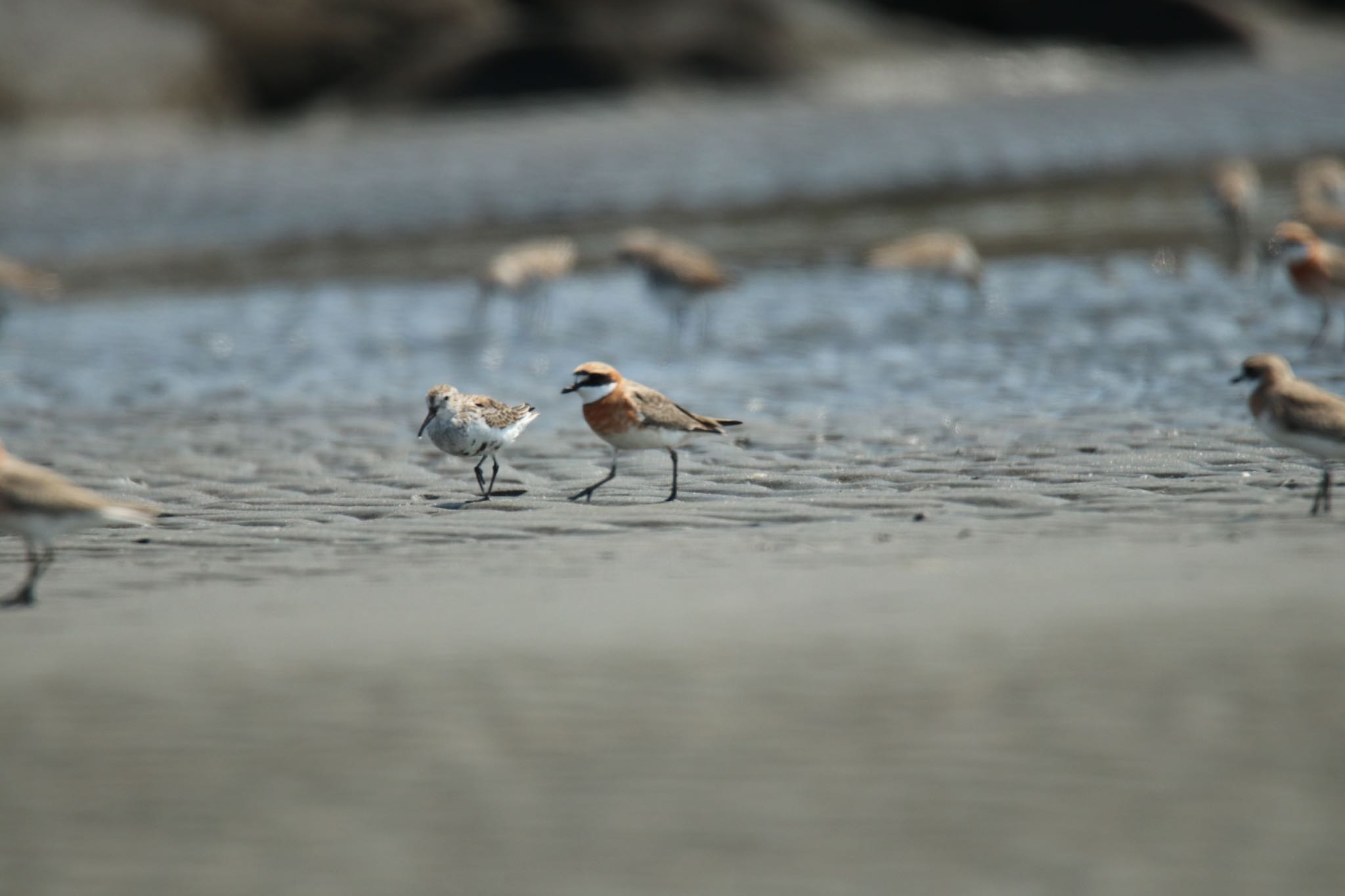 ふなばし三番瀬海浜公園 メダイチドリの写真 by 気ままPhoto