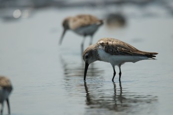 ハマシギ ふなばし三番瀬海浜公園 2020年4月15日(水)