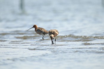 オオソリハシシギ ふなばし三番瀬海浜公園 2020年4月15日(水)