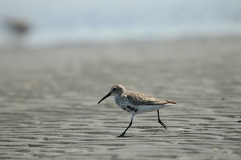 ハマシギ ふなばし三番瀬海浜公園 2020年4月15日(水)