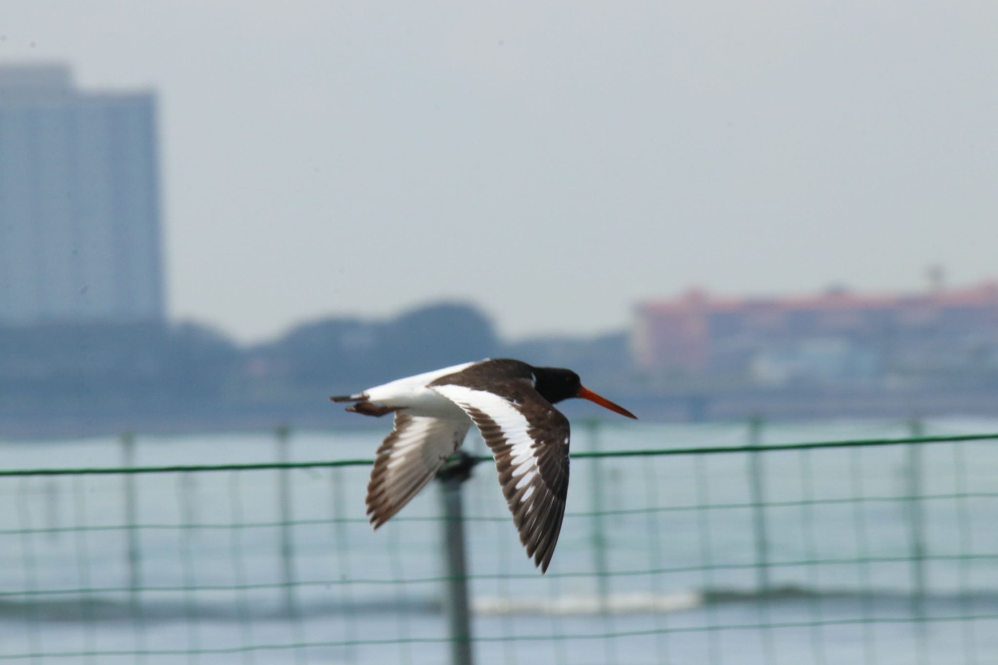 ふなばし三番瀬海浜公園 ミヤコドリの写真 by 気ままPhoto