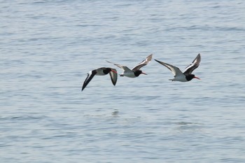 ミヤコドリ ふなばし三番瀬海浜公園 2020年4月15日(水)